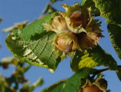 Hazelnut Trees: How To Grow And Care - AMERICAN GARDENER