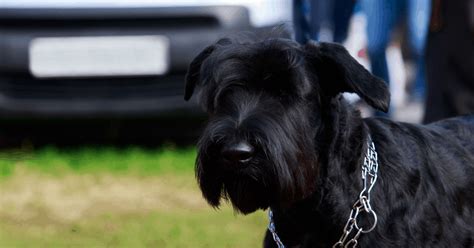 Giant Schnauzer Protection Dogs | Giant Schnauzer Family Protection ...