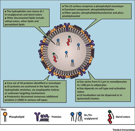 Lipid Droplets as Immune Modulators in Myeloid Cells: Trends in Immunology