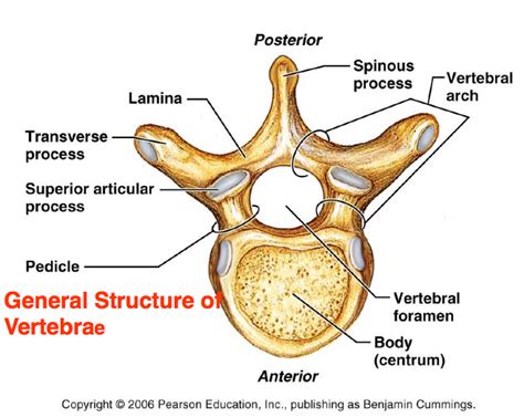 Axial Skeleton: Vertebral Column Diagram | Quizlet