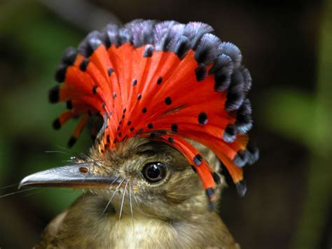 Resultado de imagen para amazonian royal flycatcher | Why do birds, Why do birds migrate, Flycatcher