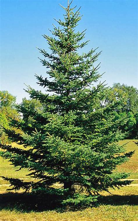 Black Hills Spruce — Affordable Trees