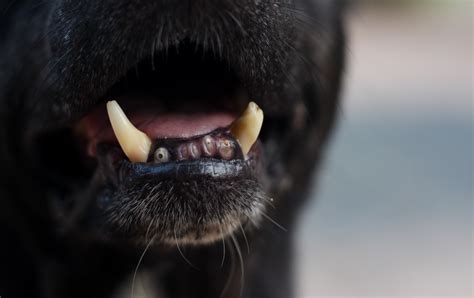 Tips to improve your pet's dental health