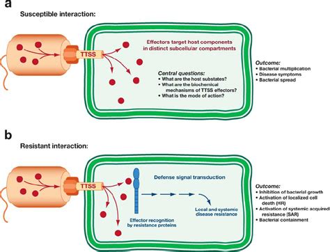 Phytopathogenic bacteria inject TTSS effector proteins into plant ...