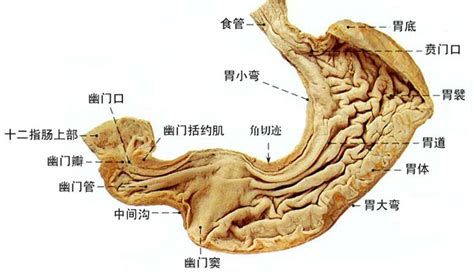 人体胃部解剖示意图-人体解剖图,_医学图库