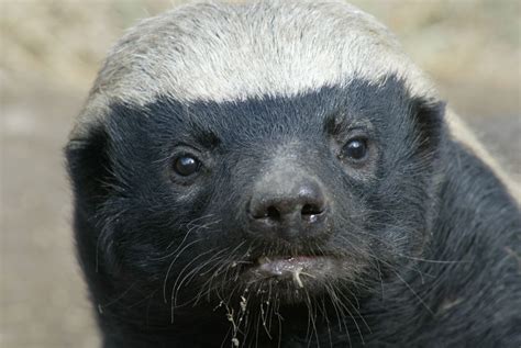 The African Honey Badger, world's most fearless animal | InformAfrica.com