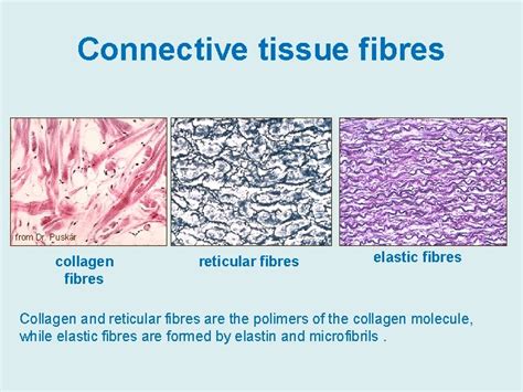 Reticular Fibers Diagram