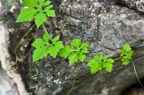 Reforestation and the Medicinal Uses of Trees -Liliana Usvat Research: Cerasee for Diabetis