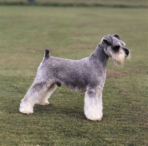 Schnauzer | Miniature, Standard, Giant, Care and Upkeep, & Temperament | Britannica