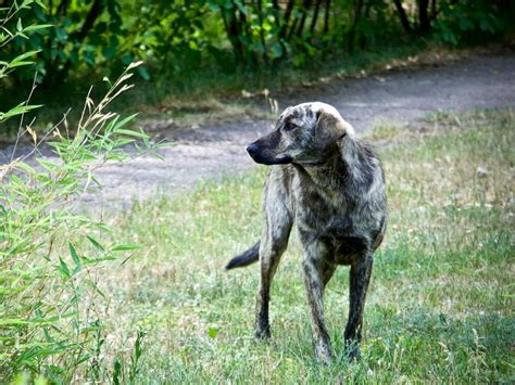 Chernobyl nuclear disaster altered the genetics of the dogs left behind, scientists say - ABC News