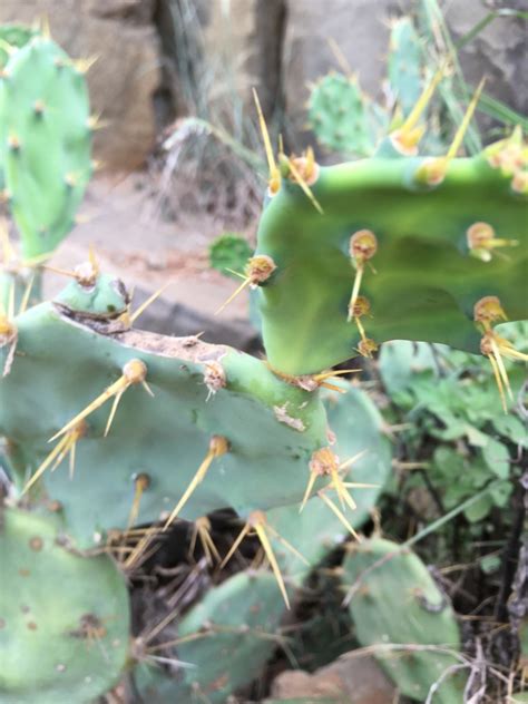 Opuntia stricta from 漁翁島, 西嶼鄉, TW on September 18, 2020 at 04:42 PM by ...