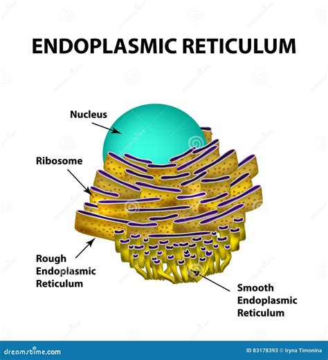 Endoplasmic Reticulum Structure. Infographics Stock Vector - Illustration of microbiology, body ...