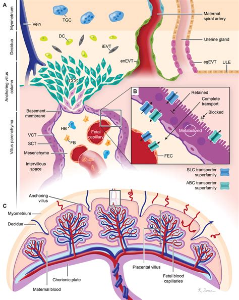 Placenta Structure Anatomy