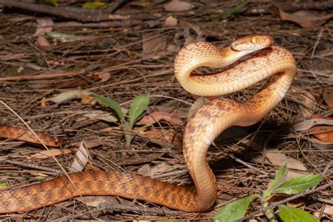 brown tree snake - BrisBay SnakeCatchers - Brisbane