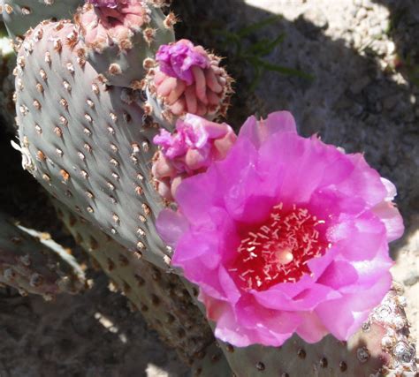 RV Chuckles: Arizona Desert Flowers