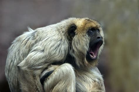 11 of the Loudest Animals on Earth