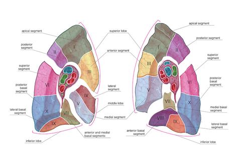 44 best ideas for coloring | Human Lungs Lobes