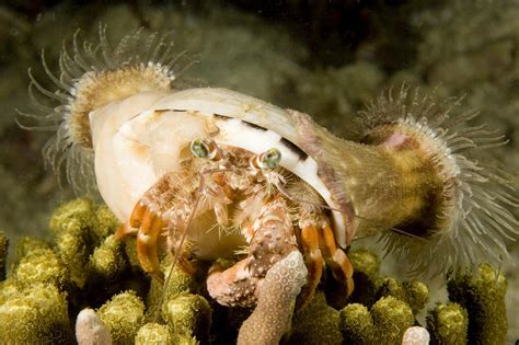 A Large Hermit Crab With Sea Anemones Photograph by Tim Laman