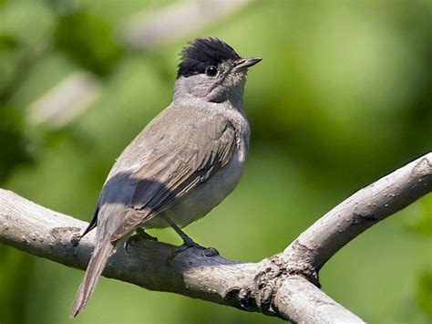 Eurasian Blackcap - eBird | Habitats, Colorful birds, Birds