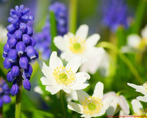 Spring Flowers Screensavers Wallpaper - WallpaperSafari