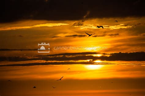 Birds in Flight at Sunset - Cannon Beach Photo