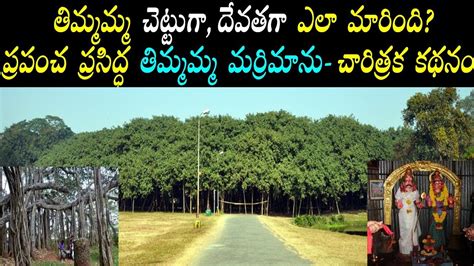 Story behind Thimmamma marrimanu ananthapur ap/world biggest banyan tree in india/Thimmamma ...