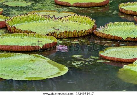 Victoria Amazonica Lotus Flower Plant Large Stock Photo 2234951917 | Shutterstock