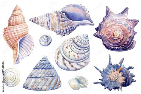 Set of Seashells on isolated white background, watercolor illustration ...