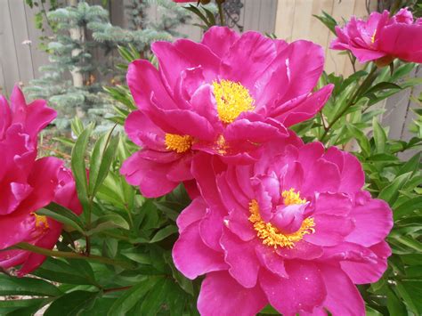 Peony - med. pink rose-like flowers | Rose like flowers, Flower garden ...