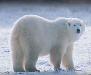 Tundra Animal List, Facts, Adaptations, Pictures