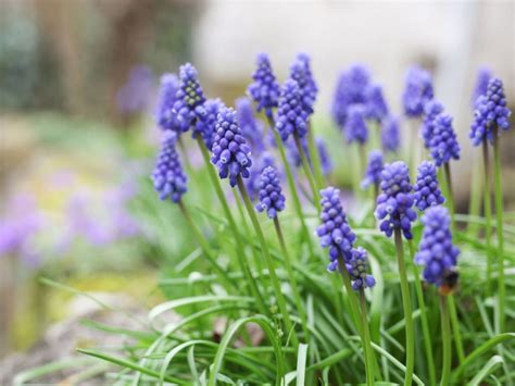 Planting Grape Hyacinths - How To Plant And Care For Grape Hyacinth Bulbs