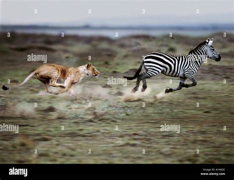 Lioness chasing zebra Masai Mara Kenya Stock Photo - Alamy