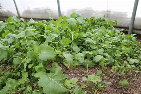 Unheated Winter Greenhouse Growing | Family Food Garden