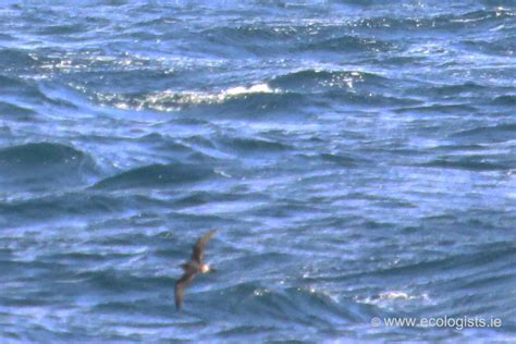 Record breeding season for the endangered Bermuda Petrel - BirdGuides