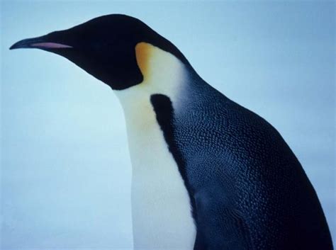 Penguin Facts: Species & Habitat | Live Science