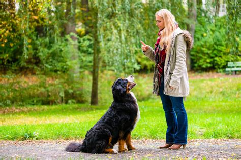 Dog Training Tips: How To Teach A Dog To Sit - Ultimate Pet Nutrition