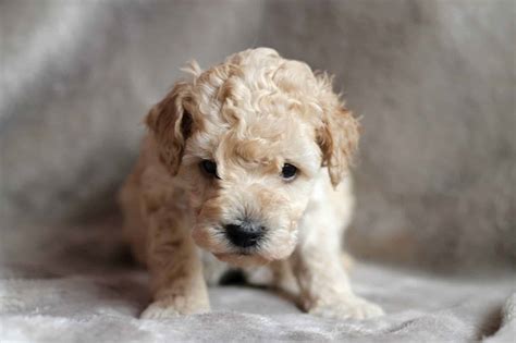 Poodle Puppies: Everything You Need to Know | The Dog People by Rover.com