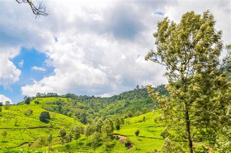 Tea Gardens at Munnar, stock image. Image of countryside - 272677131