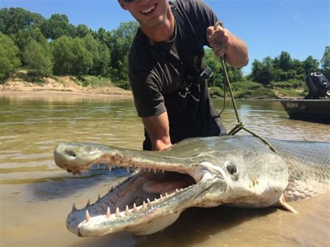 KINGSTON: Angler Reels in Record-Breaking Monster Fish in Tennessee