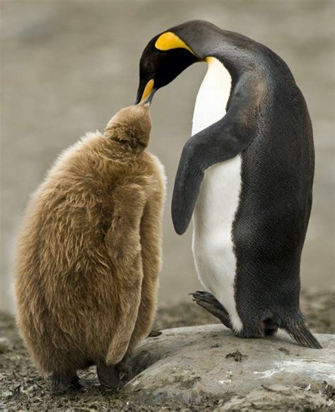 King Penguin - A-Z Animals