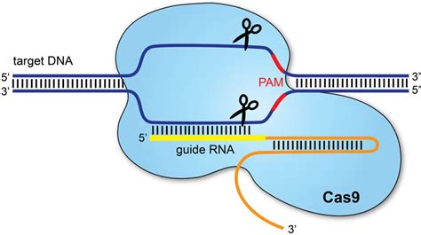 What is CRISPR/Cas9? | ADC Education & Practice Edition