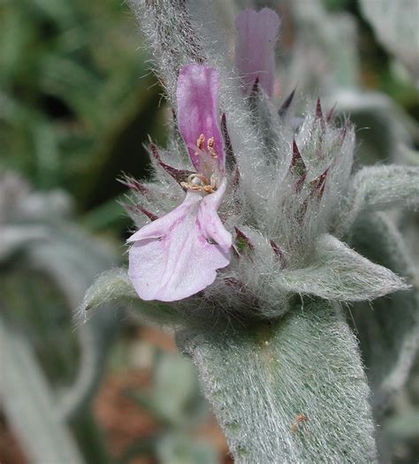 Flower Gallery :: Lamiaceae :: AAAA9044