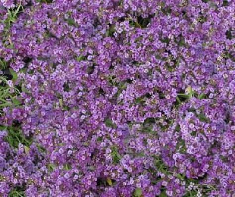 100 Seeds Alyssum Cheers Lavender GROUND COVER - Etsy