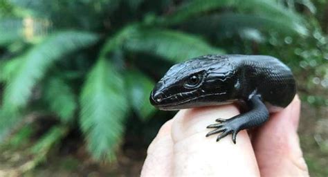 10 Unique Blue Tongue Skink Morphs That Will Leave You Speechless