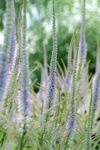 Veronicastrum virginicum 'Lavender Towers'