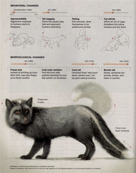 Domesticated Silver Fox National Geographic