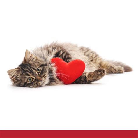 Facts About Your Cat's Heart - PetlifeSA