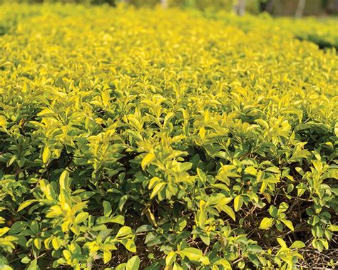 How to grow Duranta