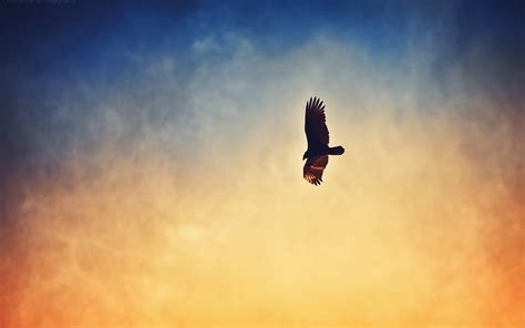 Eagle flying in the sunset sky HD wallpaper | Pxfuel