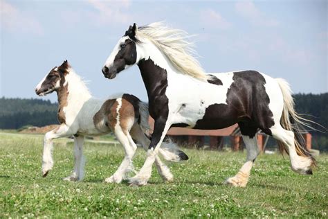 Gypsy Horse — Full Profile, History, and Care